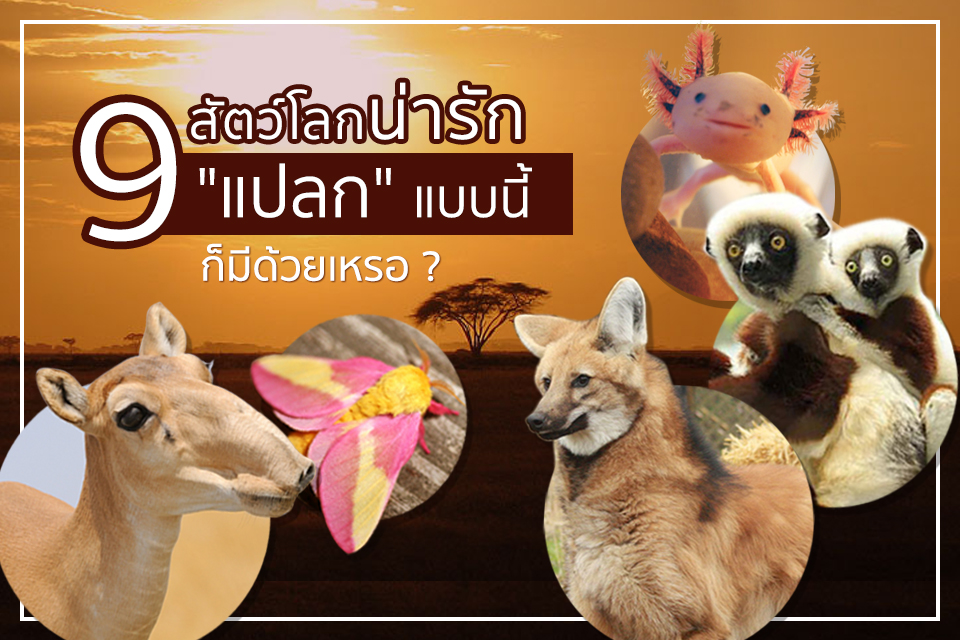 9 สัตว์โลกน่ารัก “แปลก” แบบนี้ก็มีด้วยเหรอ ?