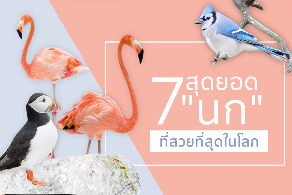 7 สุดยอด “นก” ตัวท๊อปที่สวยที่สุดในโลก - Beauty Hunter
