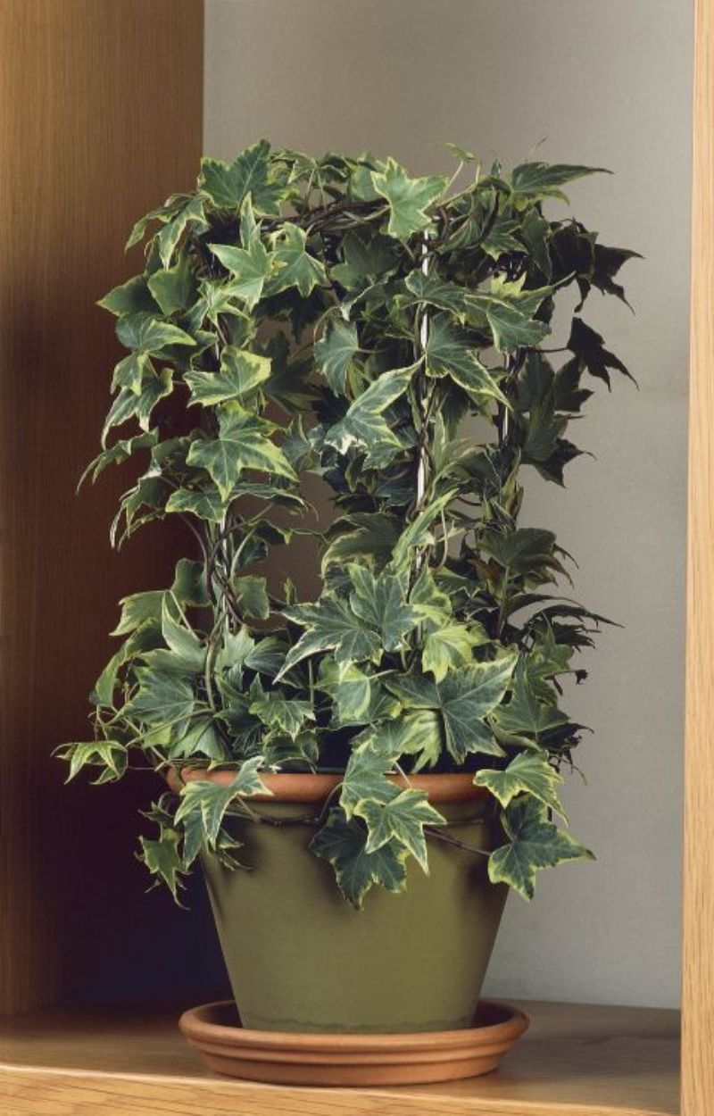 "ต้นไม้ฟอกอากาศในบ้าน"