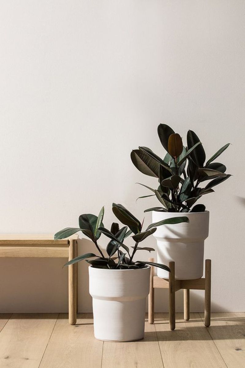 "ต้นไม้ฟอกอากาศในบ้าน"