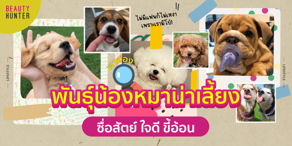 พันธุ์หมาน่าเลี้ยง